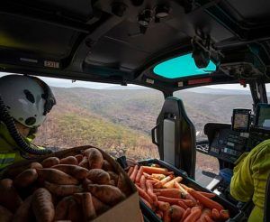 Aircrafts Drop Countless Kilograms Of Carrots And Potatoes For Starving Wild Animals