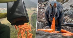 Aircrafts Drop Countless Kilograms Of Carrots And Potatoes For Starving Wild Animals