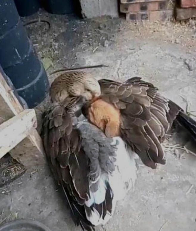 Goose Saves Shivering Puppy From Icy Weather