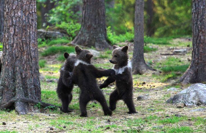 Dancing Baby Bears