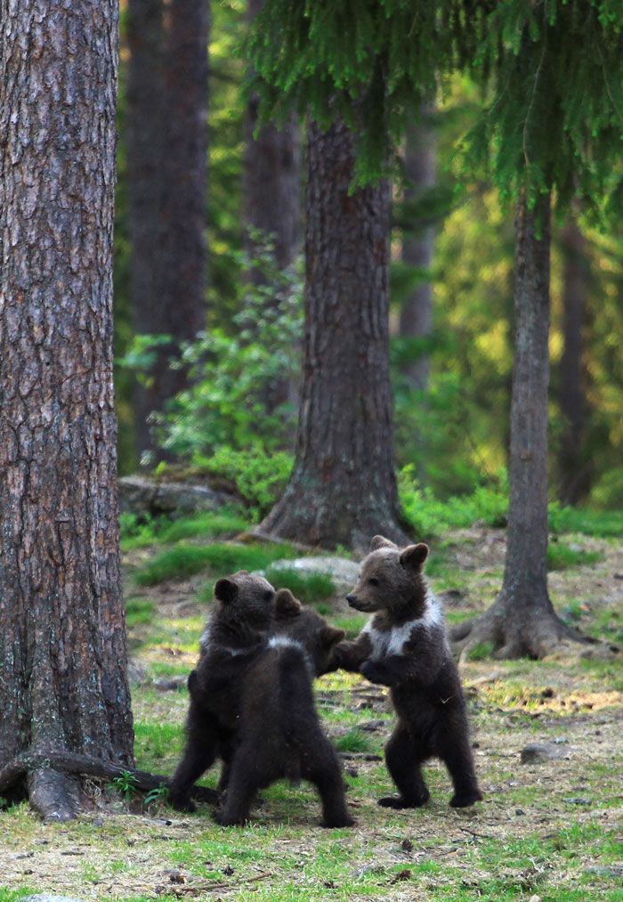 Dancing Baby Bears