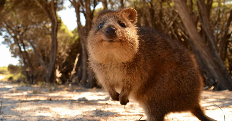 happiest animal Quokka australia